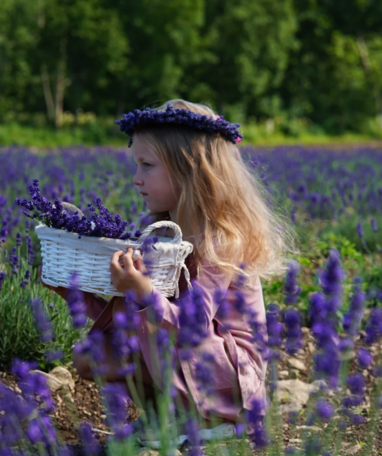 Sootsu Lavendel